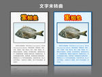 黑鲷鱼海报