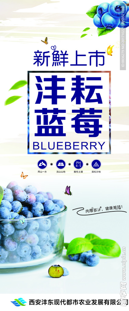 蓝莓门型展架