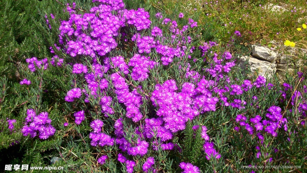 灌木丛紫色花朵图片