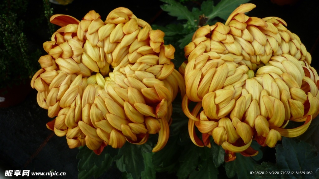 两朵黄色菊花近景图片