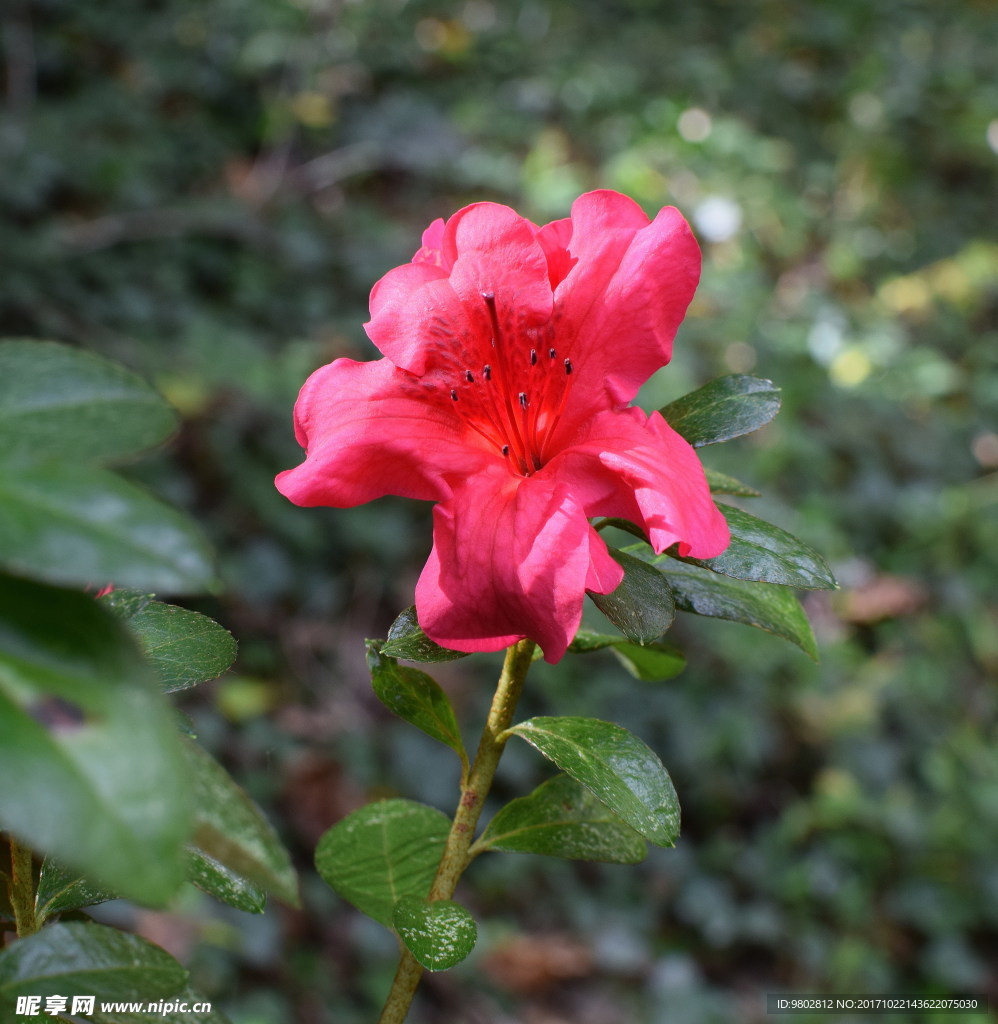 红色野杜鹃花图片