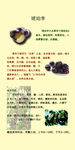 琥珀李海报