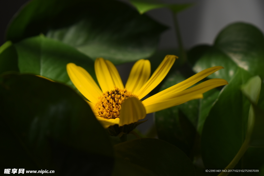 花