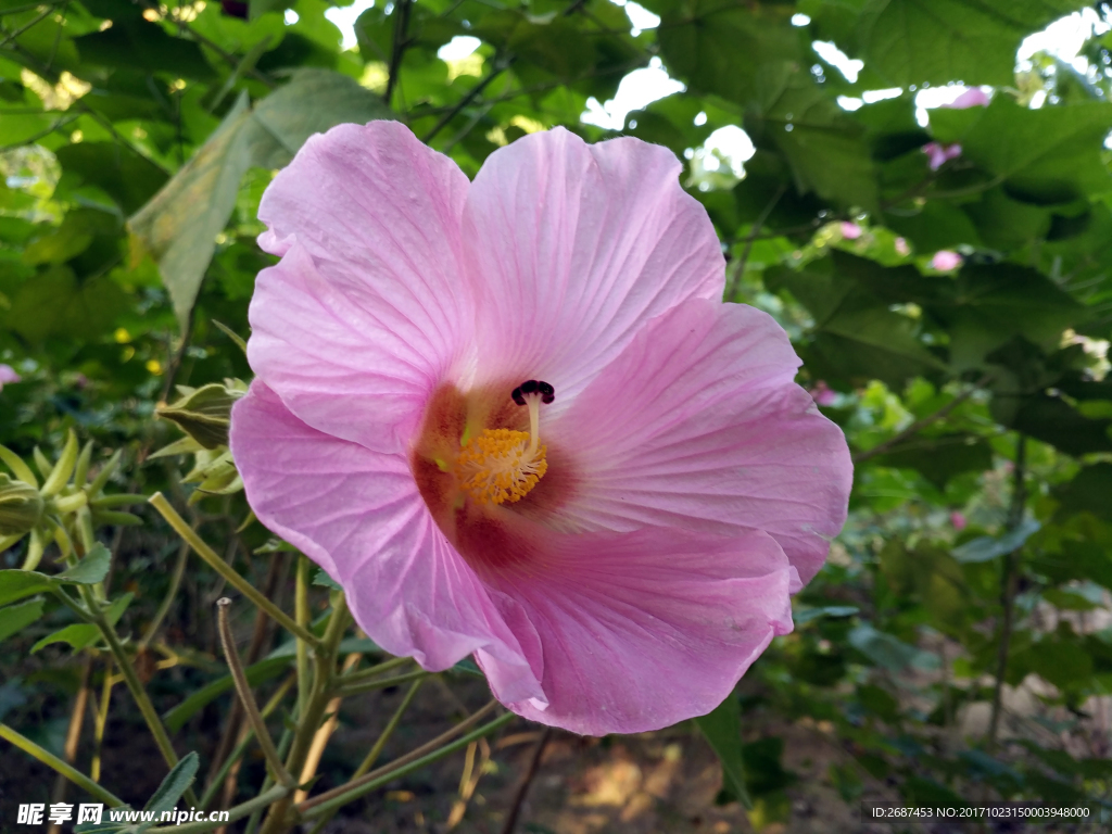 木芙蓉