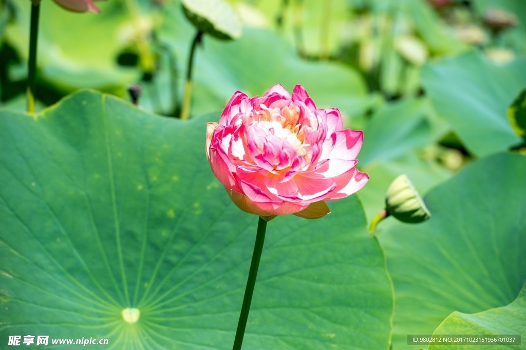 漂亮紫色雏菊图片 菊花 雏菊