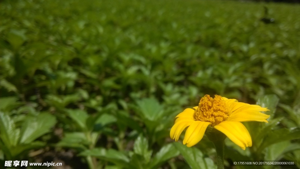 花