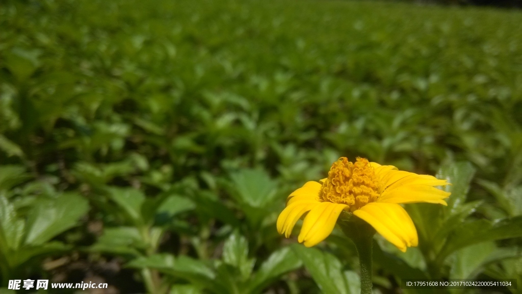 花