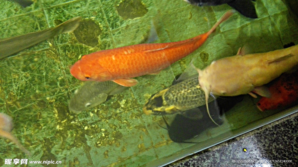 红鲤鱼