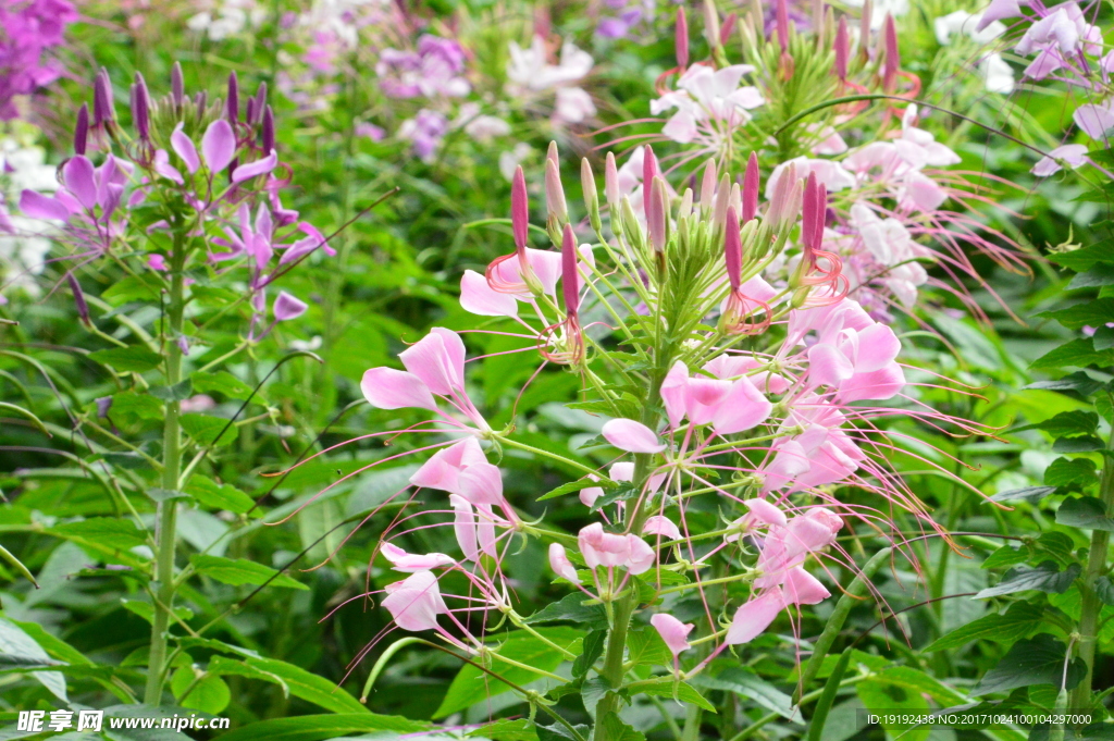 醉蝶花