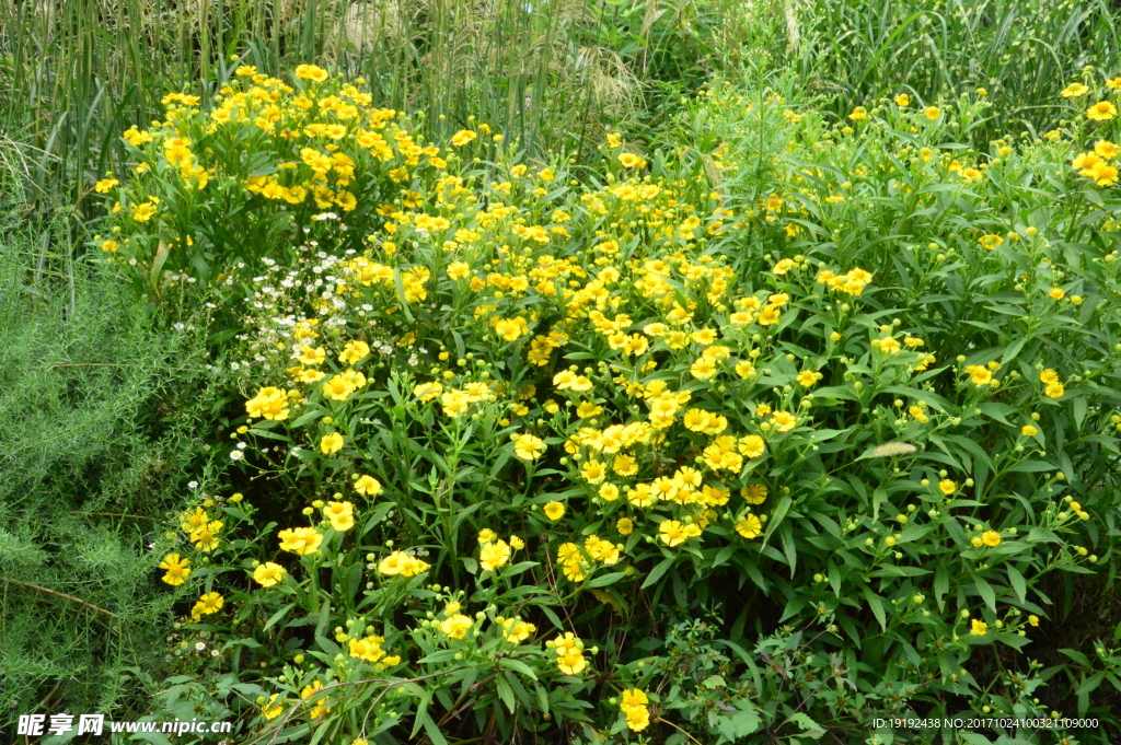 小黄花