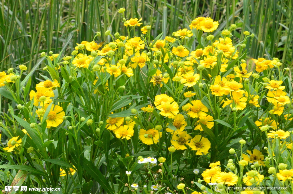 小黄花