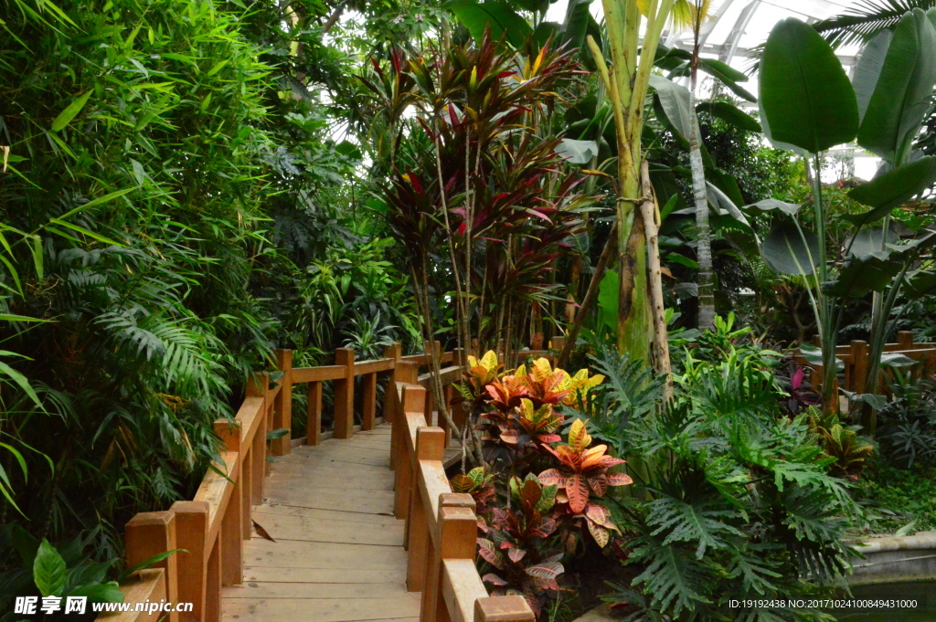 植物园美景 植物园风景 小路