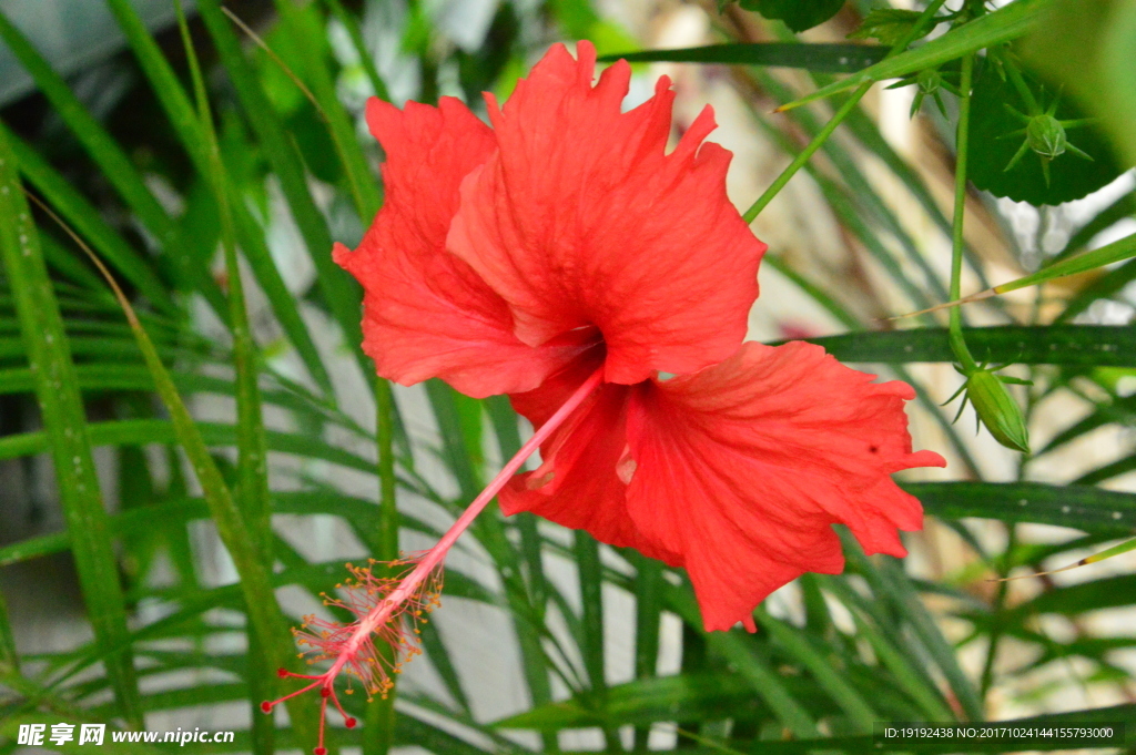 扶桑花