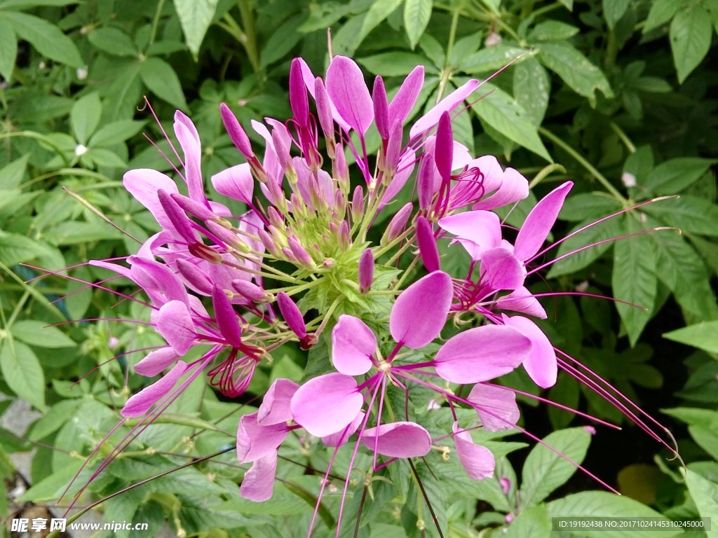 醉蝶花