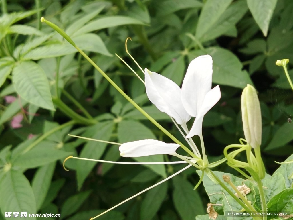 醉蝶花