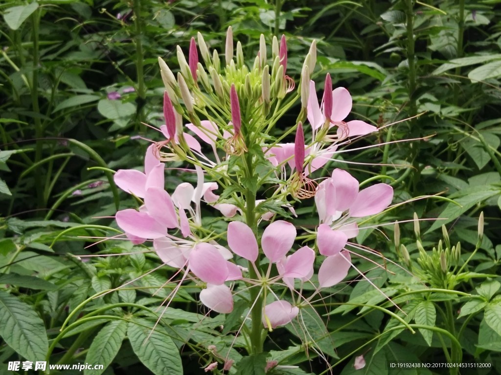 醉蝶花