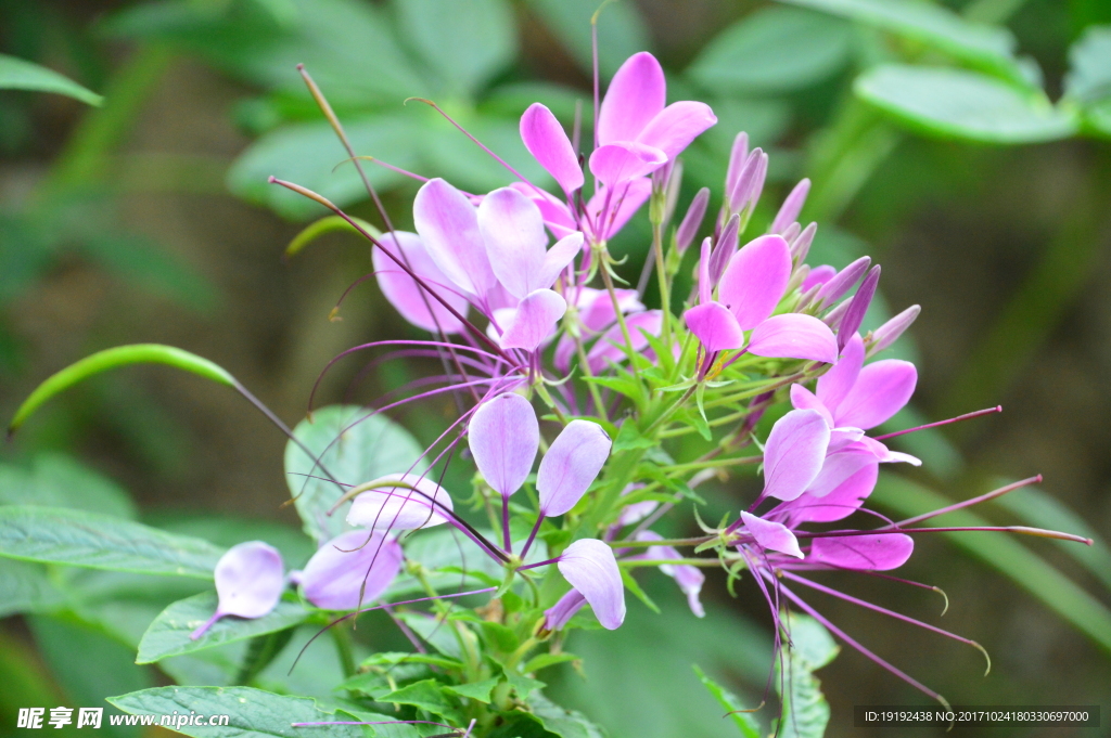 醉蝶花