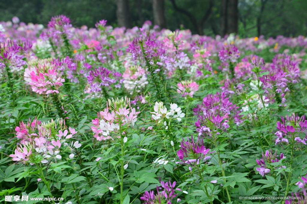 醉蝶花