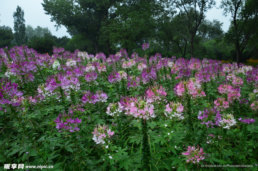 醉蝶花