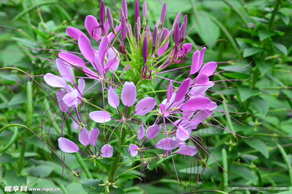 醉蝶花