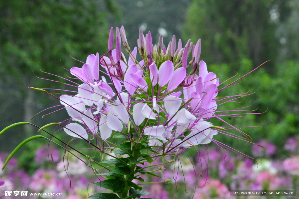 醉蝶花