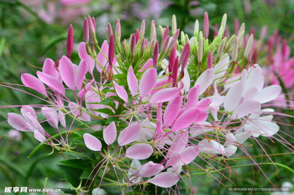 醉蝶花