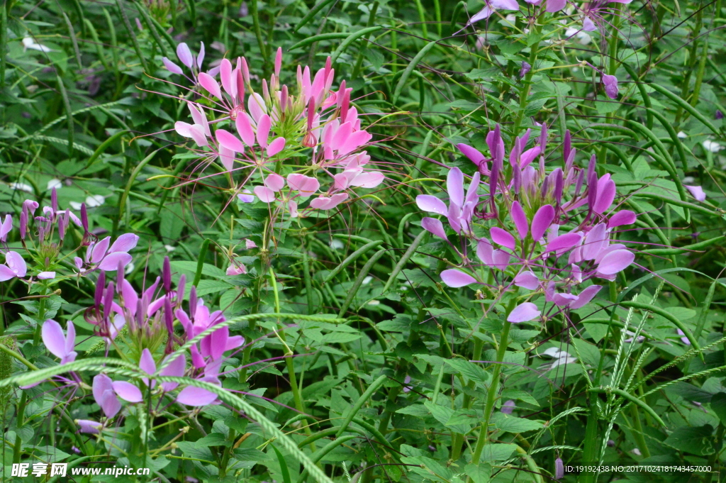 醉蝶花