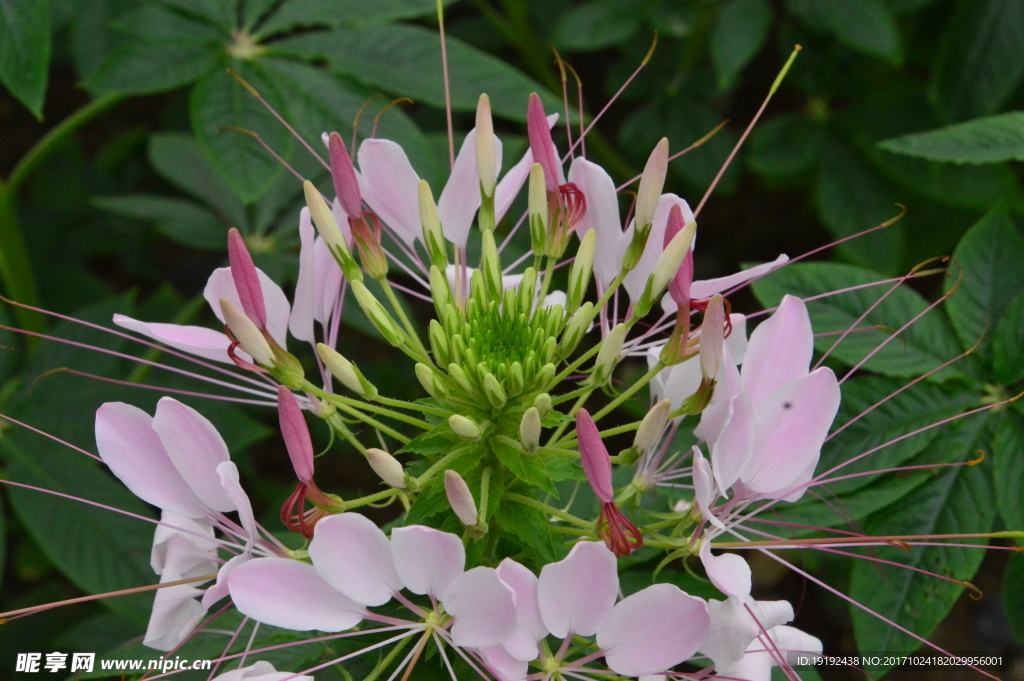 醉蝶花