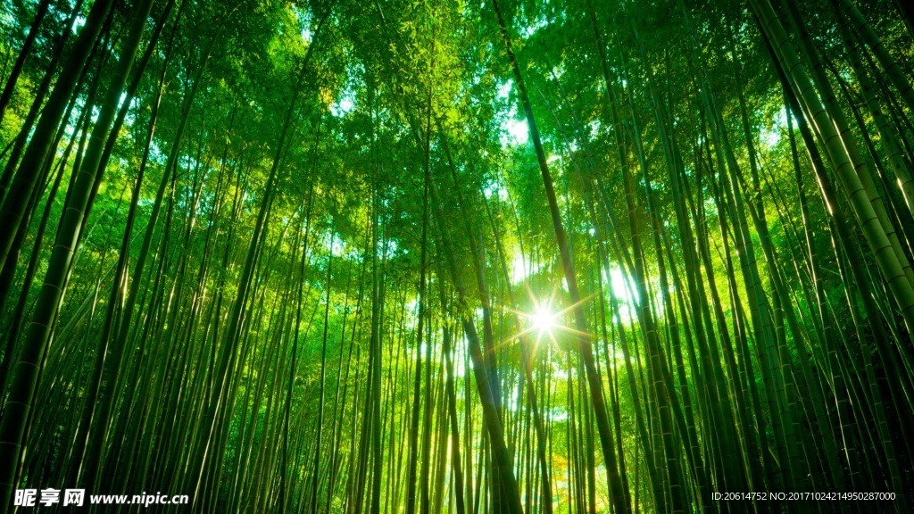 竹林风景