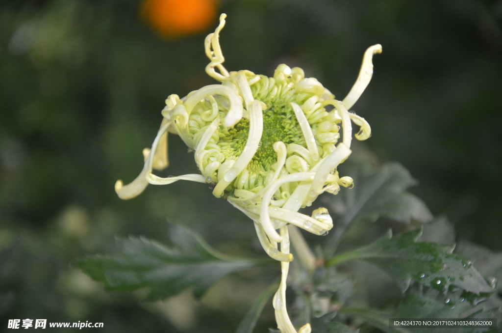菊花