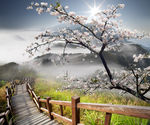 梅花唯美风景高清图片