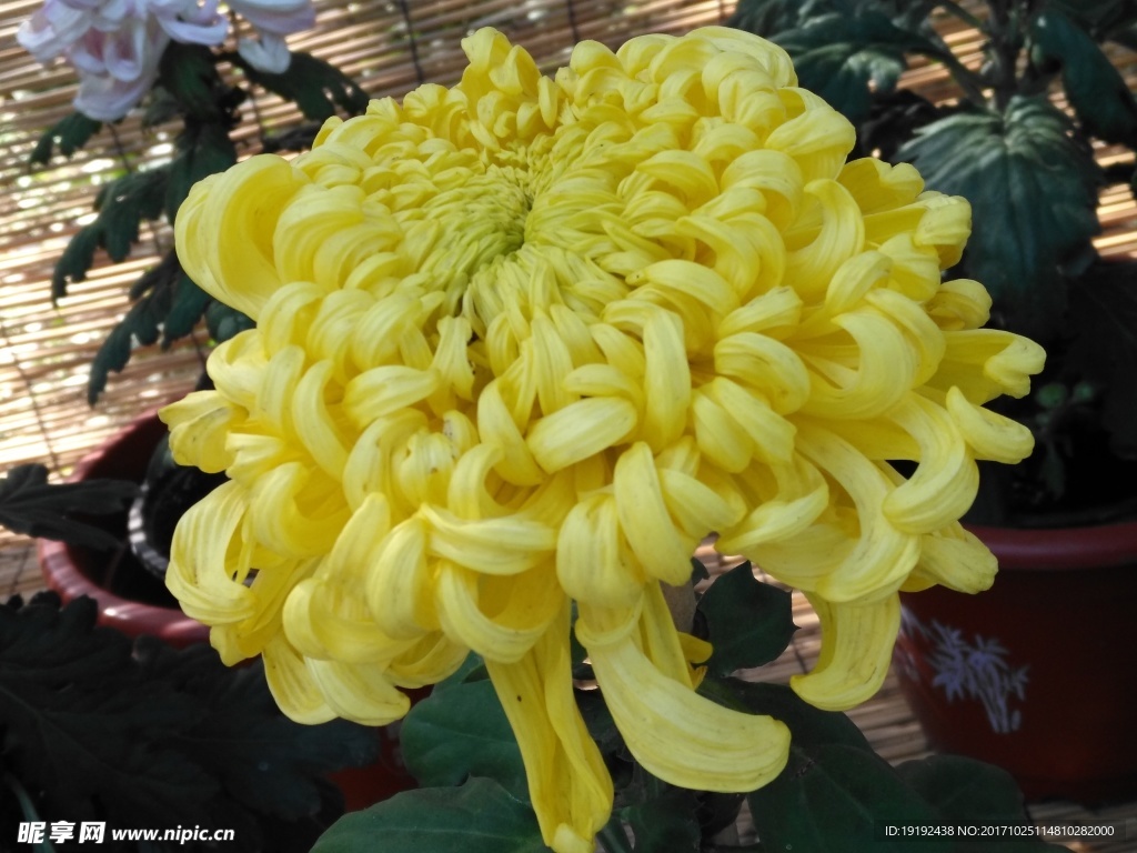 菊花