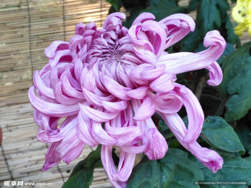 菊花