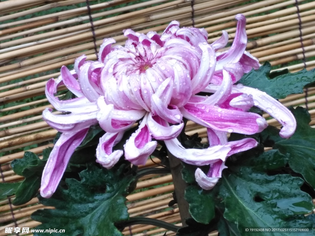 菊花