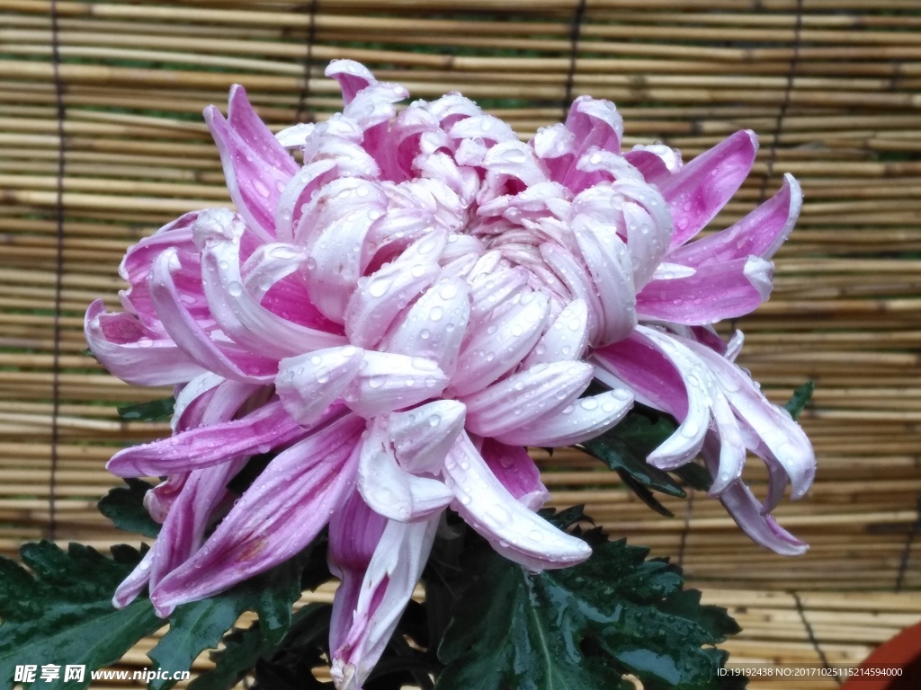 菊花