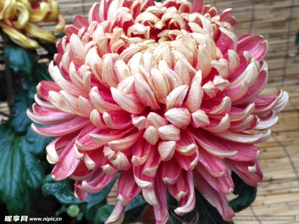 菊花