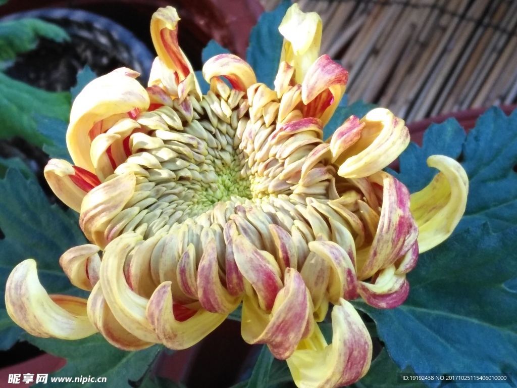 菊花
