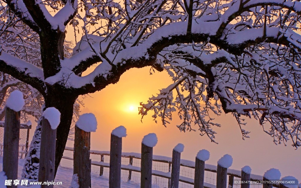 落满白雪的树木