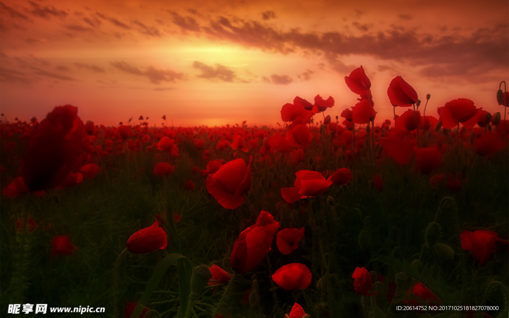 夕阳下的红色花朵