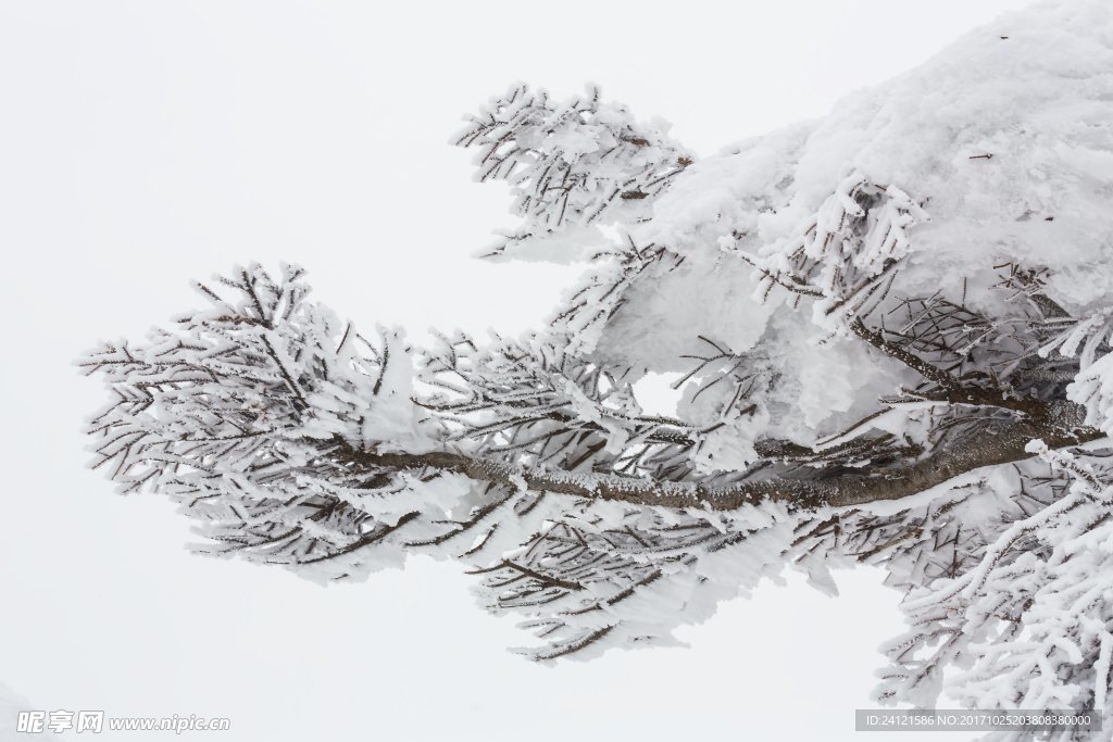 雪