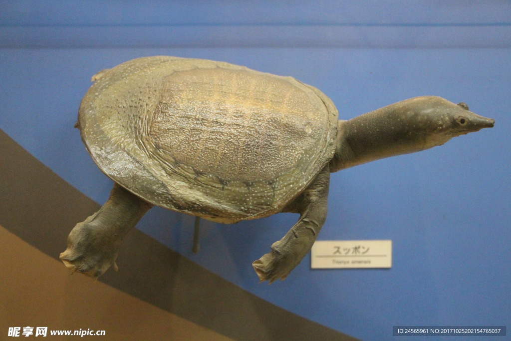 生物