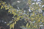 山荆子