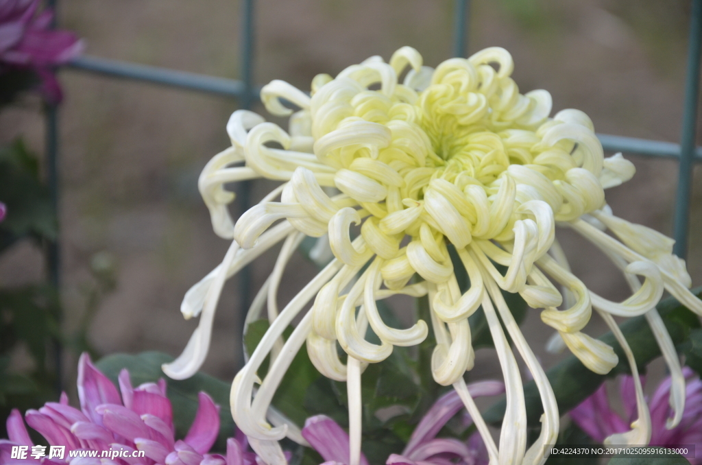 菊花