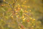 山荆子