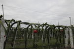 火龙果基地