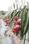 火龙果基地
