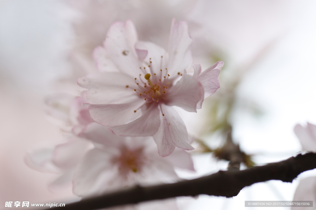 樱花