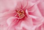 花蕊