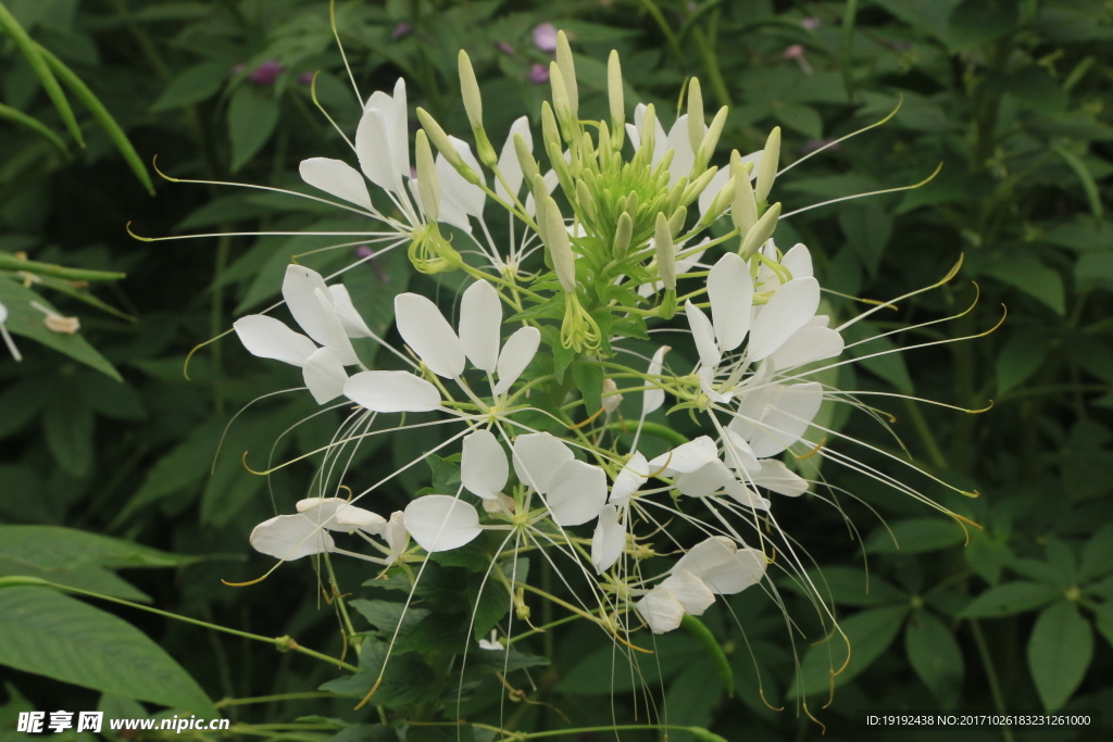 醉蝶花