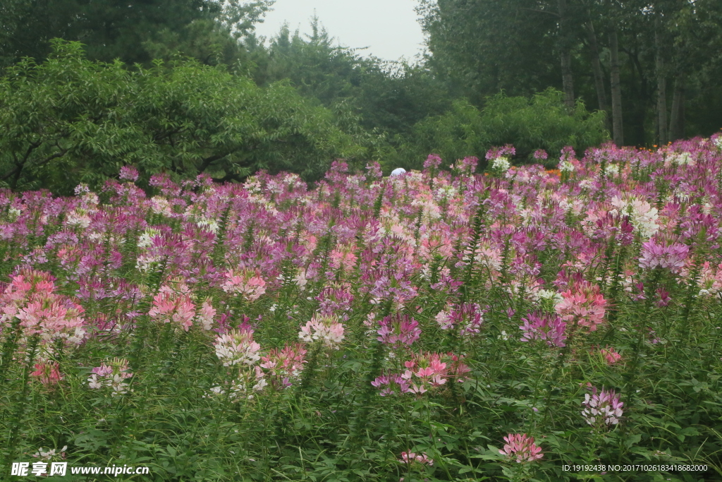醉蝶花